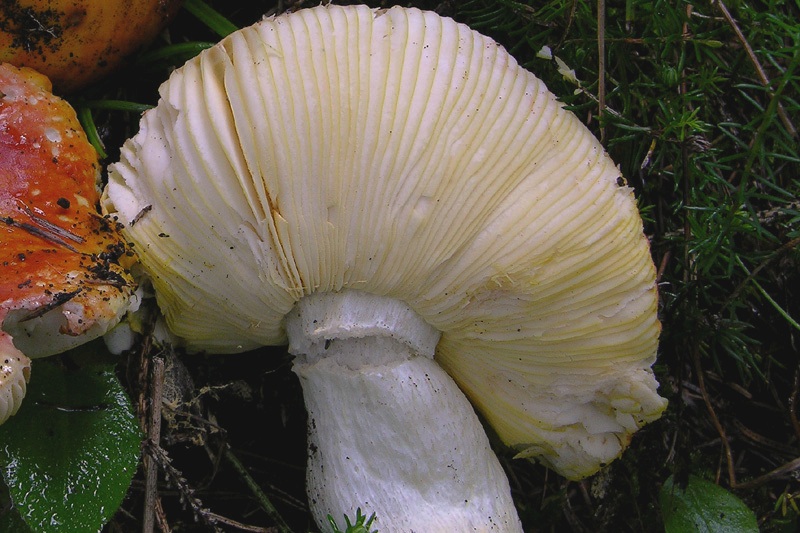 Russulaceae di oggi.